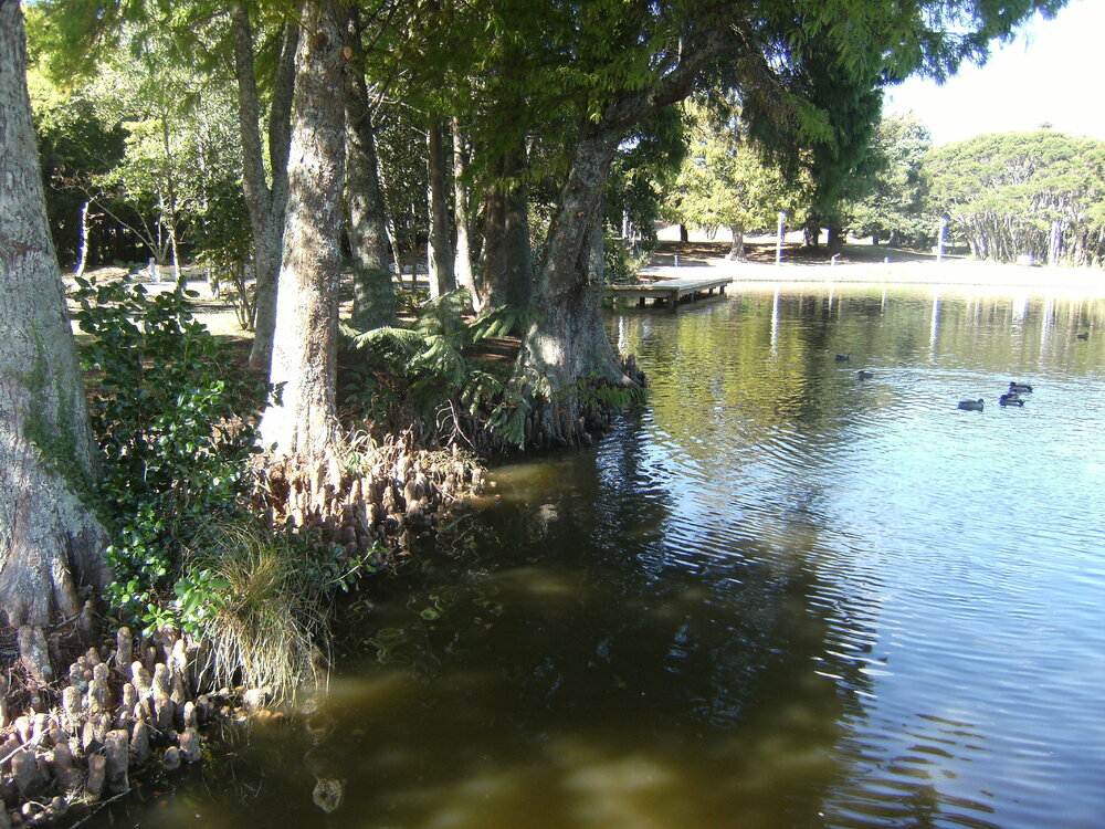 Cypress trees beside Knighton Lake