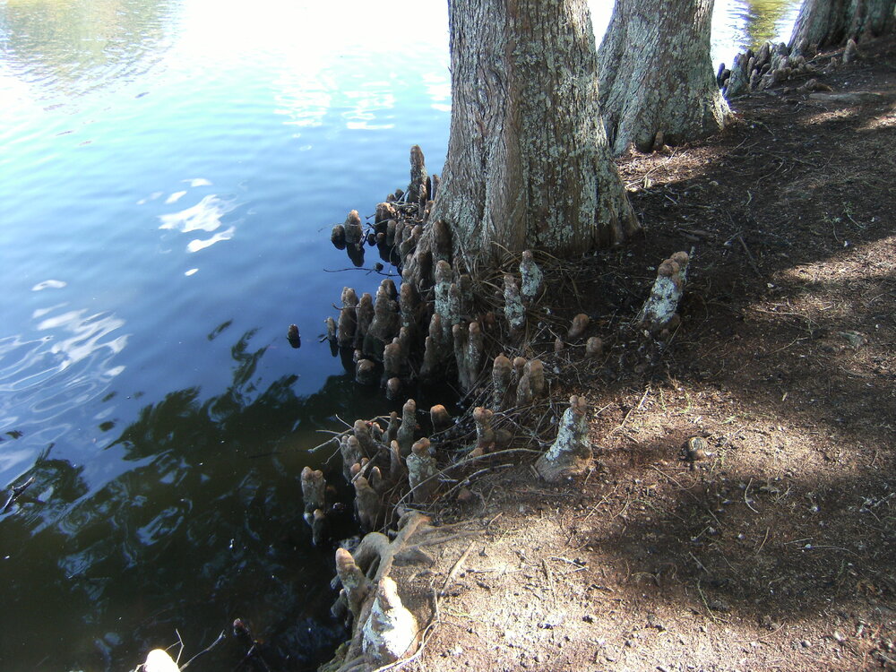 Cypress tree knees