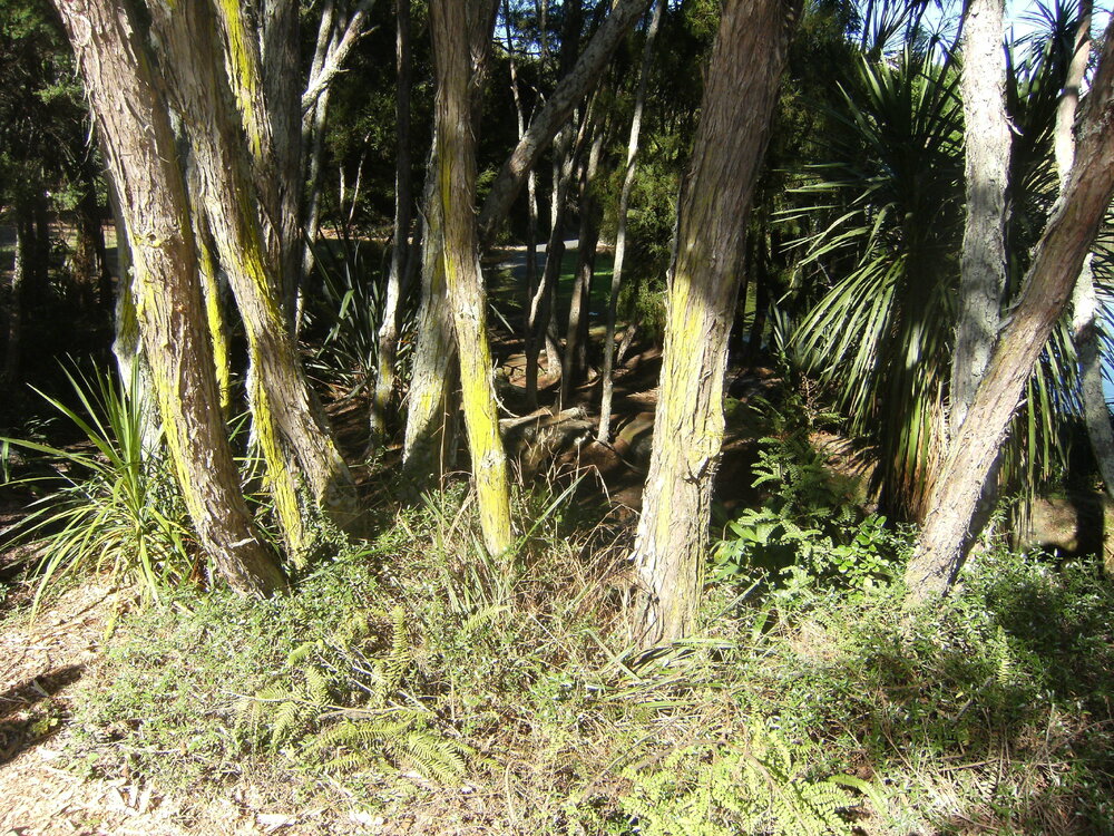 Trees near Oranga Lake