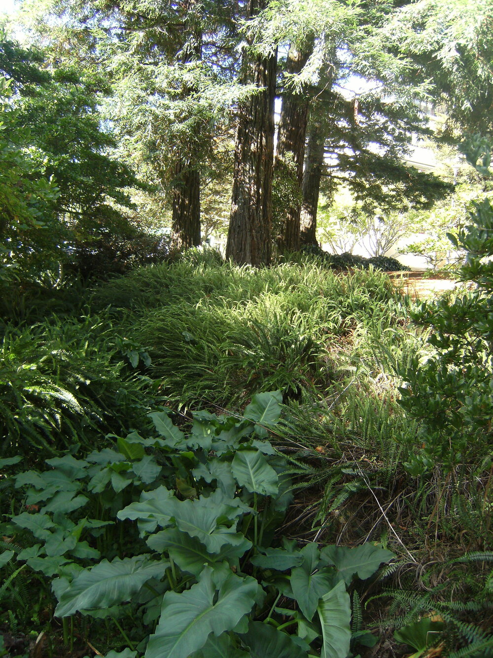 Trees and plants near Chapel Lake