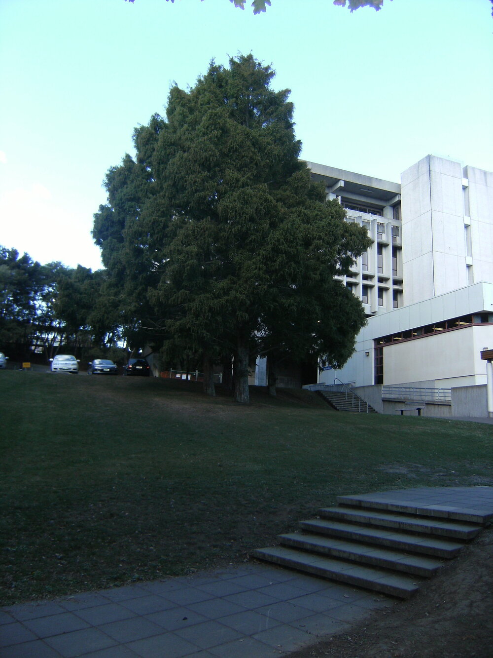 Large trees in front of Library