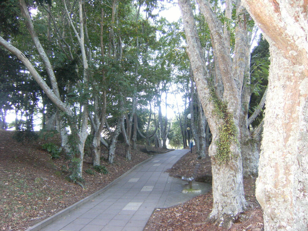 Pathway from Oranga Lake to T Block