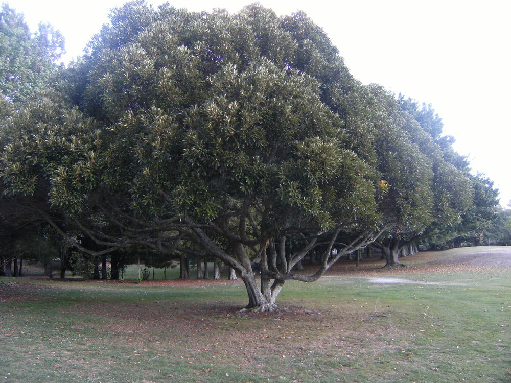 Trees near sports fields
