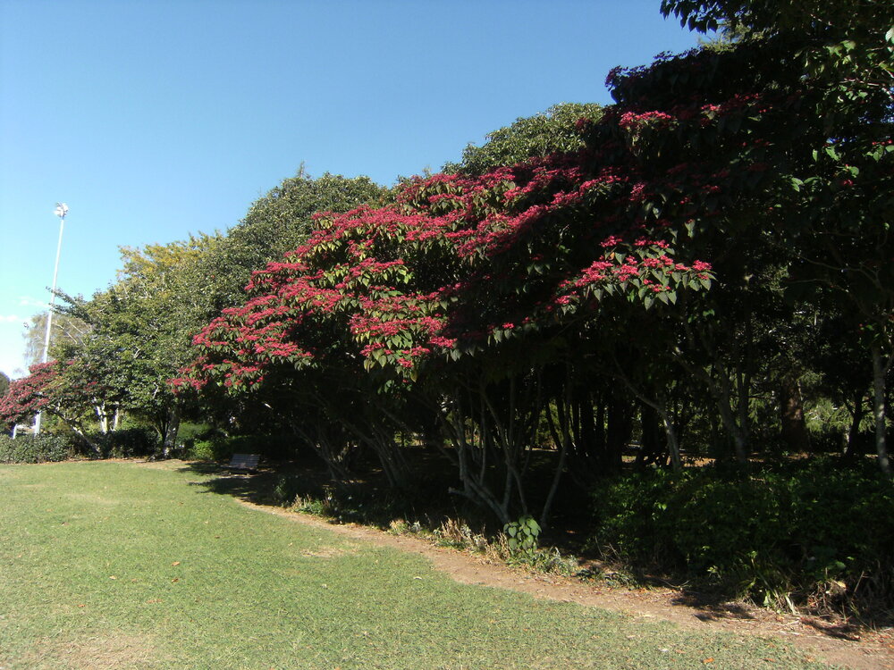 Trees beside sports fields