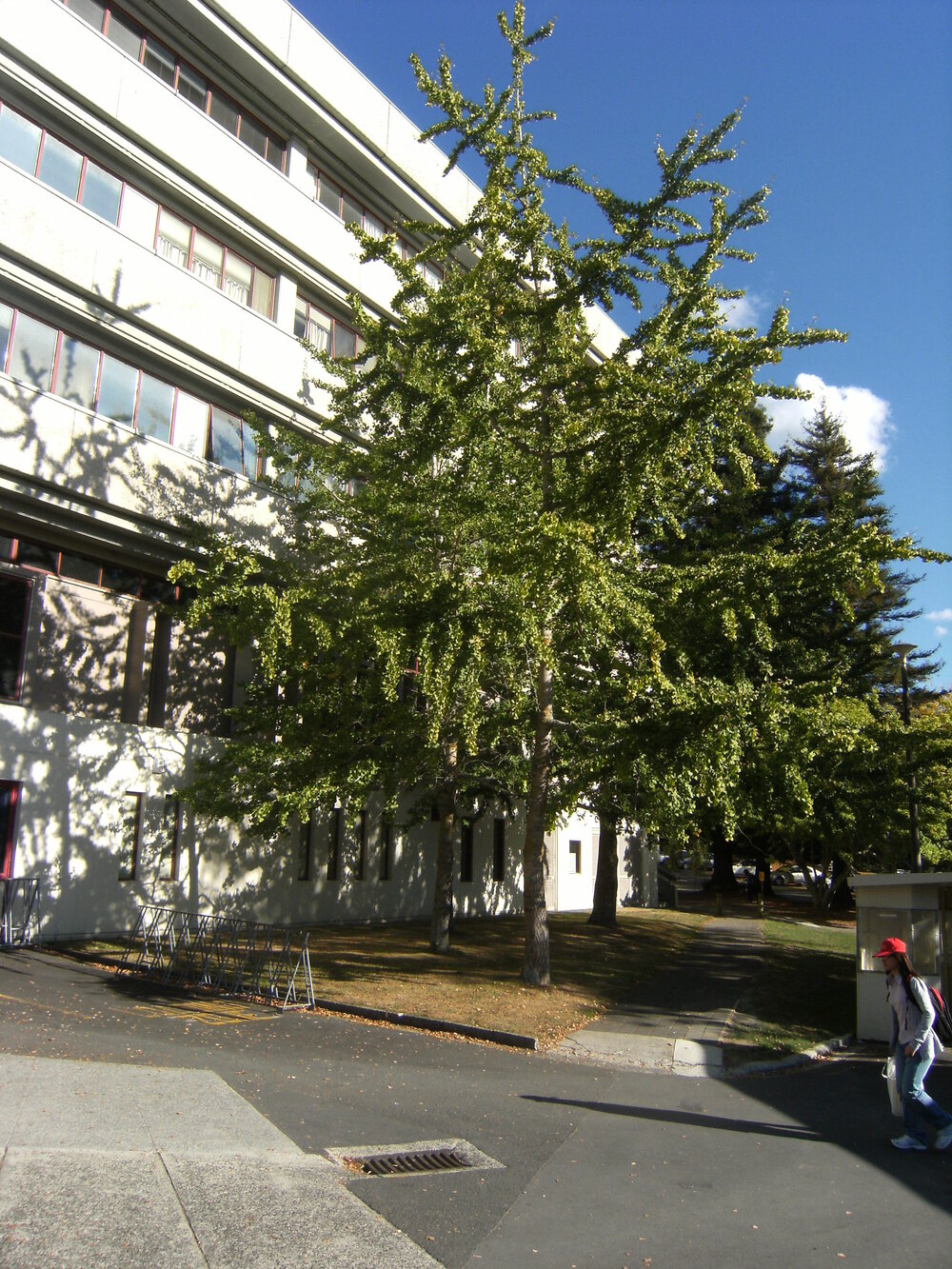 Trees outside K Block