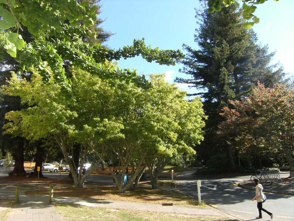 Trees outside K Block near bus stop