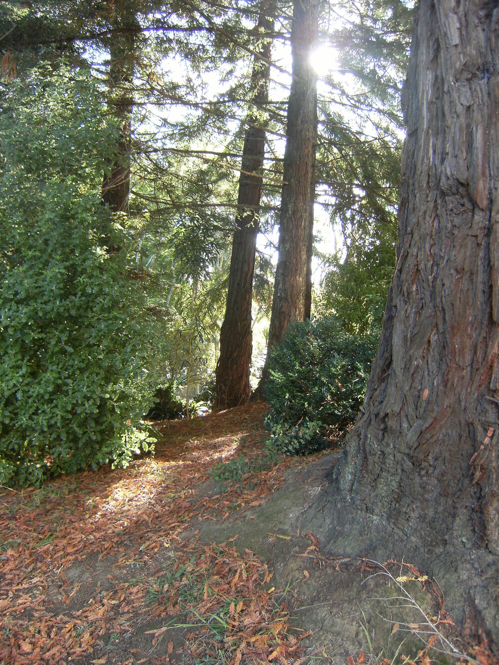 Redwood trees near J Block