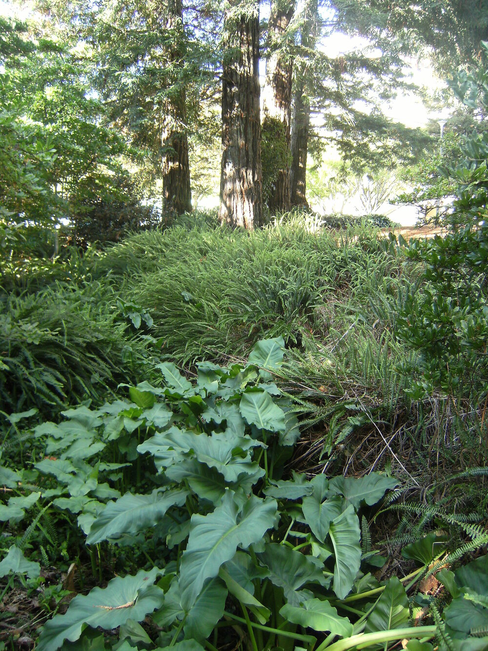 Plantings near Chapel Lake