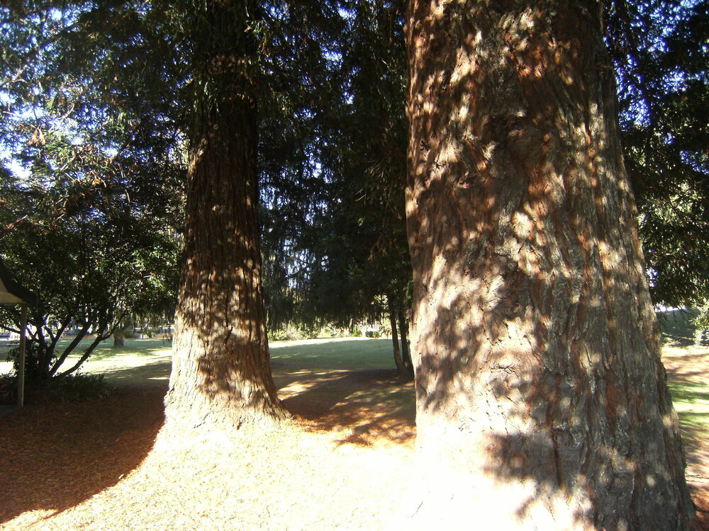 Redwood trees near Knighton Lake