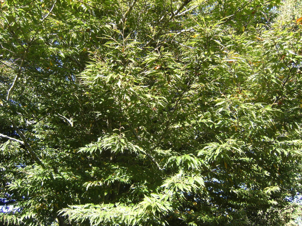 Greenery near Knighton Lake