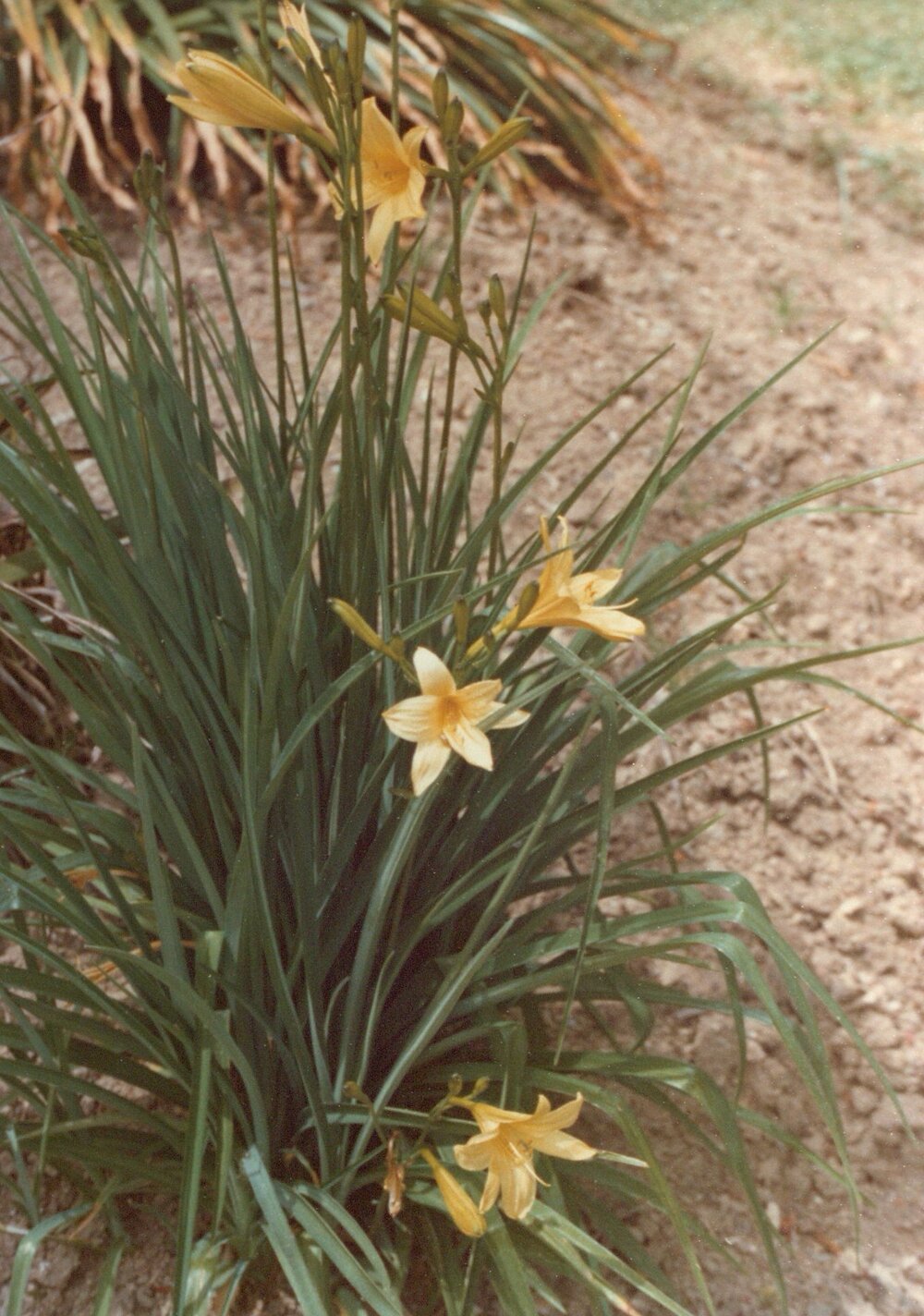 Hamilton campus plantings 02