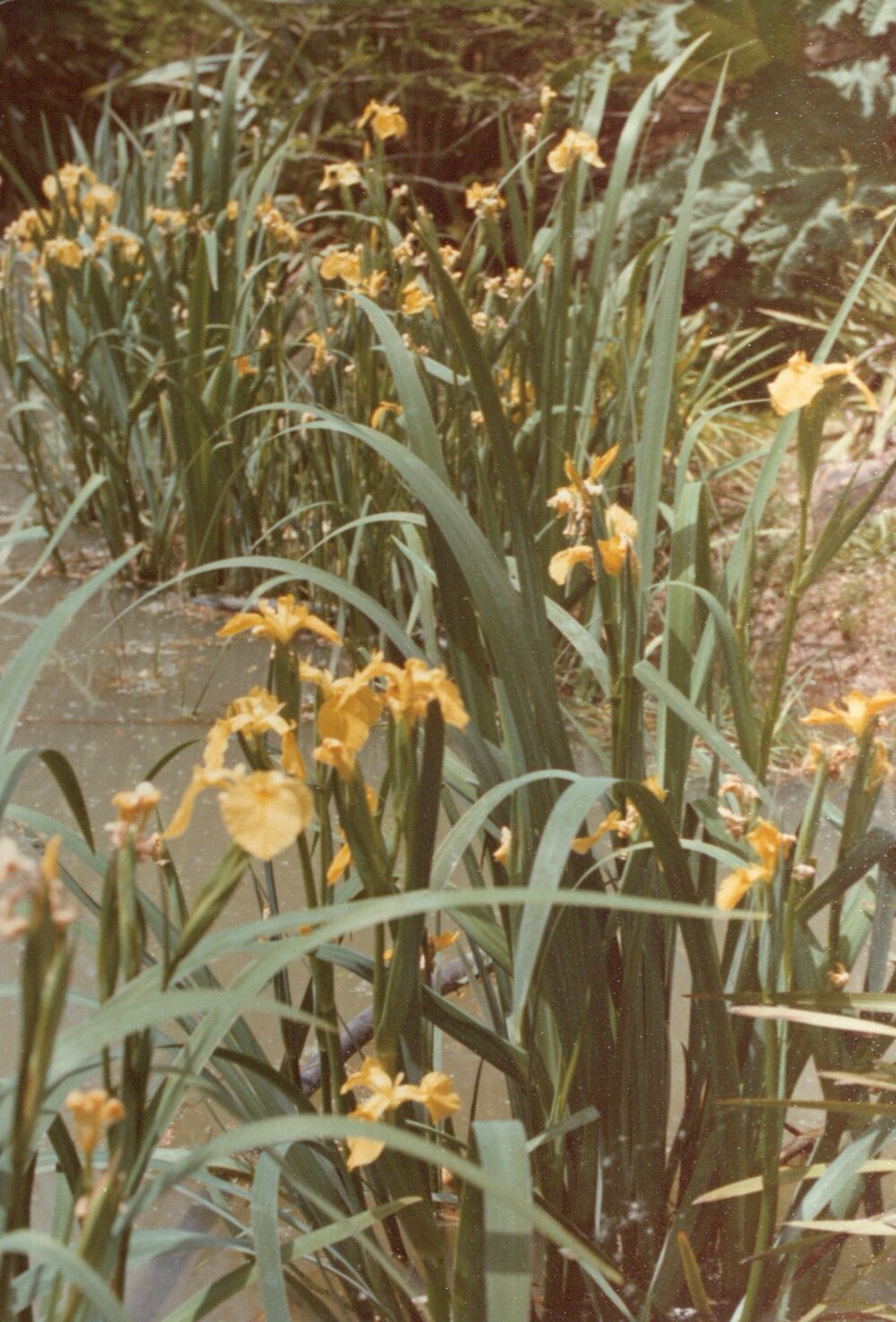 Hamilton campus plantings 03