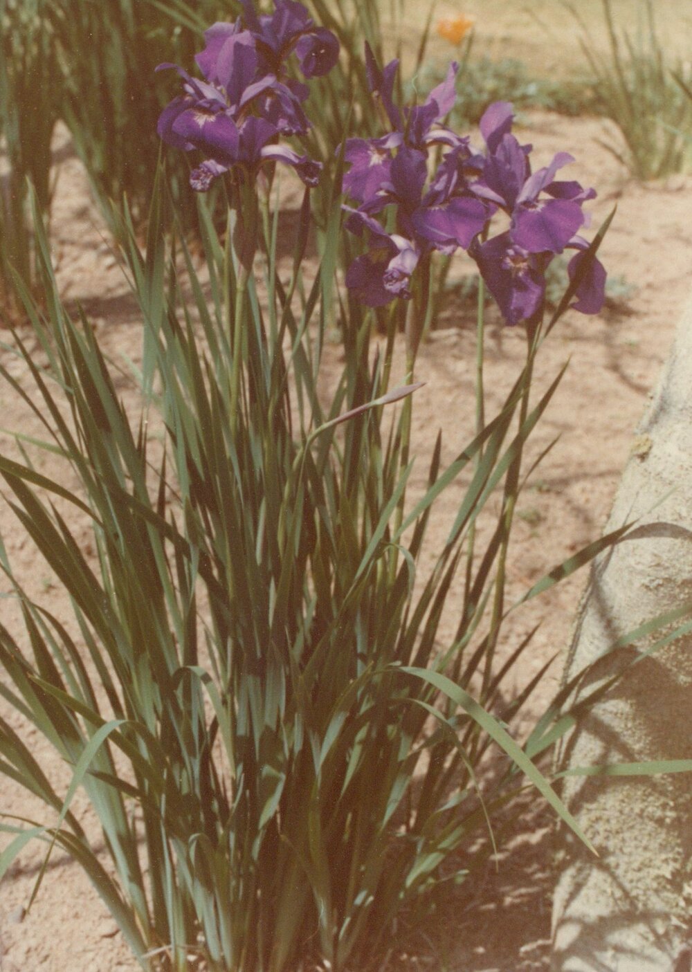 Hamilton campus plantings 04