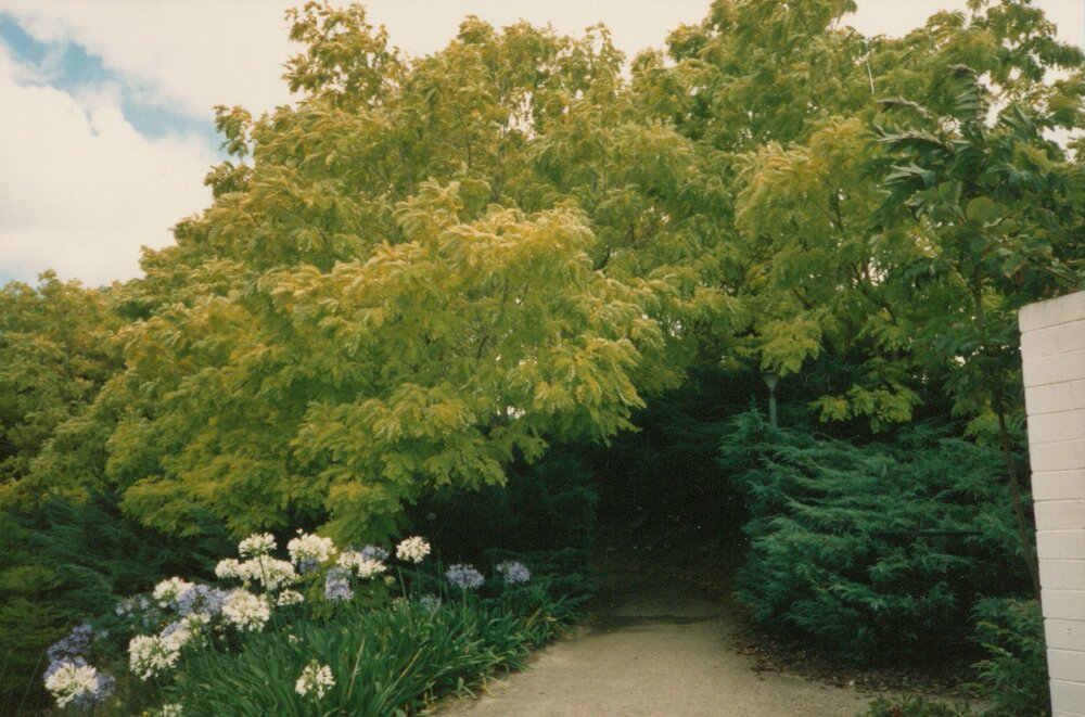Landscaping around pathway