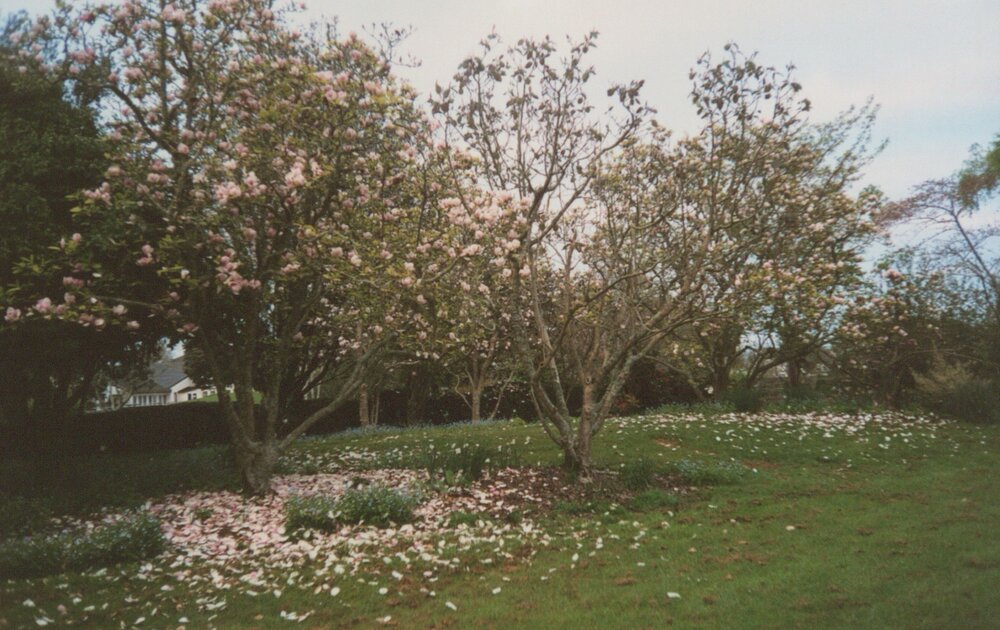 Magnolia trees on Hamilton campus