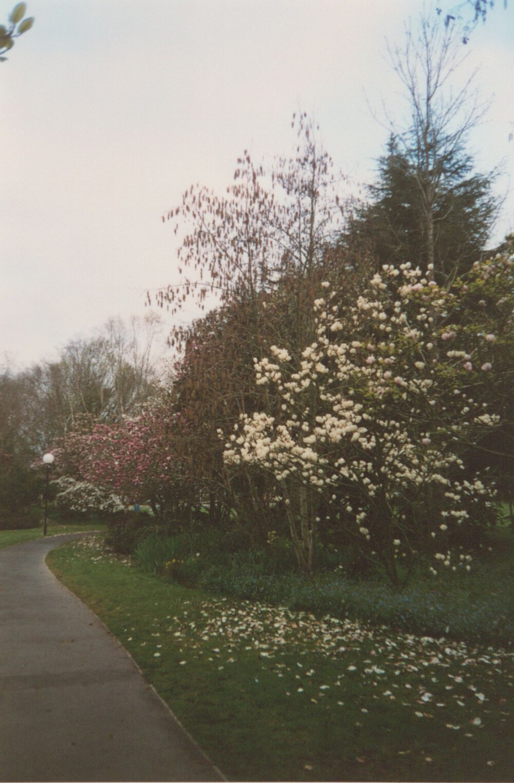 Flowering trees on Hamilton campus