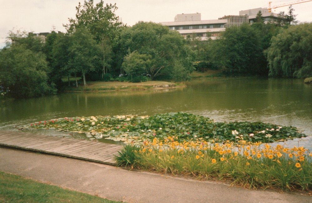 Lily pads on Chapel Lake
