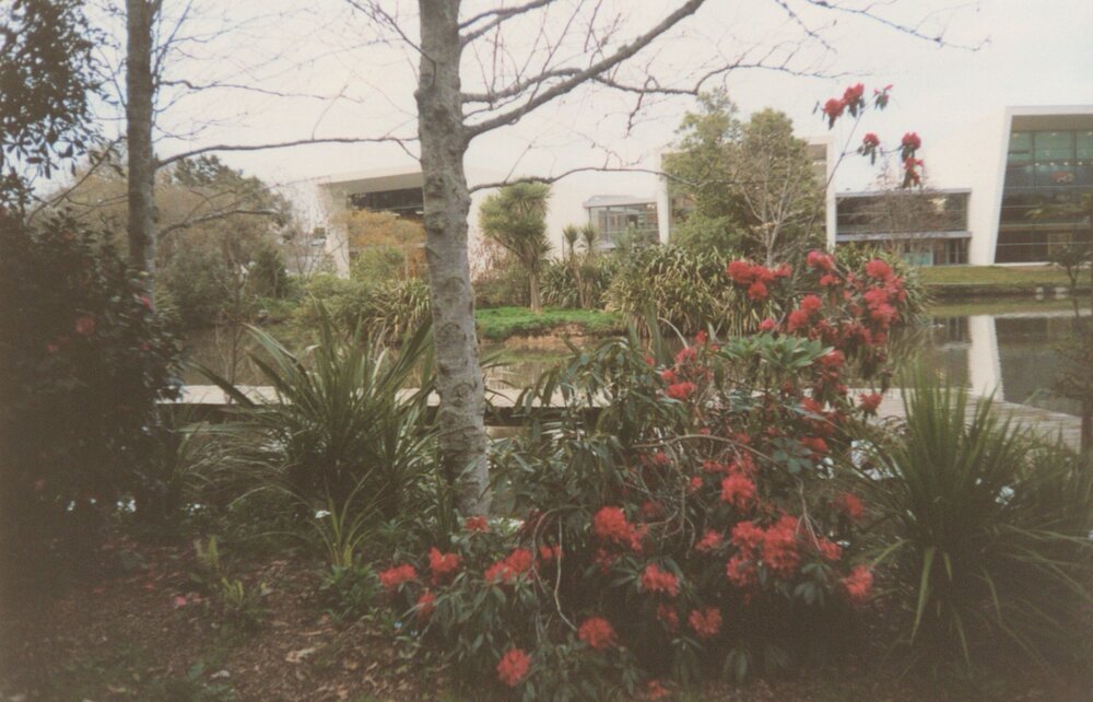 Rhododendron bush on Hamilton Campus 