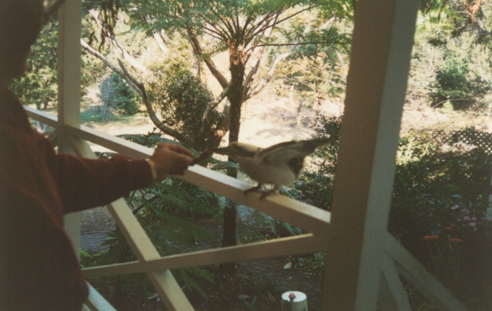 Feeding a bird