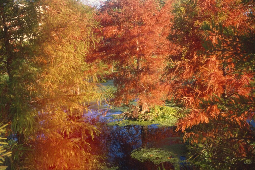 Swamp trees 01
