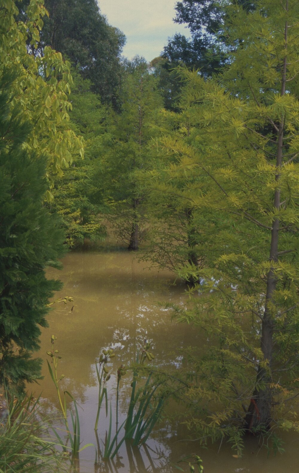 Swamp trees in a lake