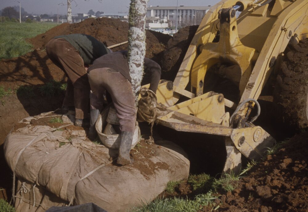 Relocating mature trees on Hamilton campus 01