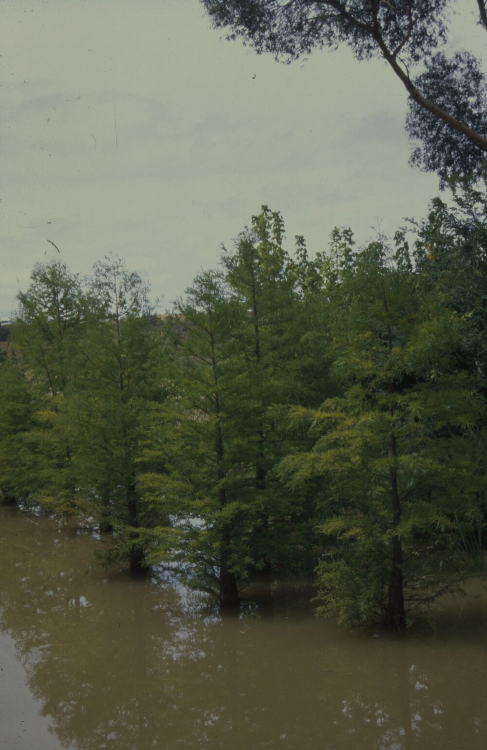 Swamp trees 02