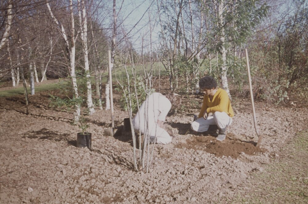 Grounds staff planting trees on Hamilton campus 01