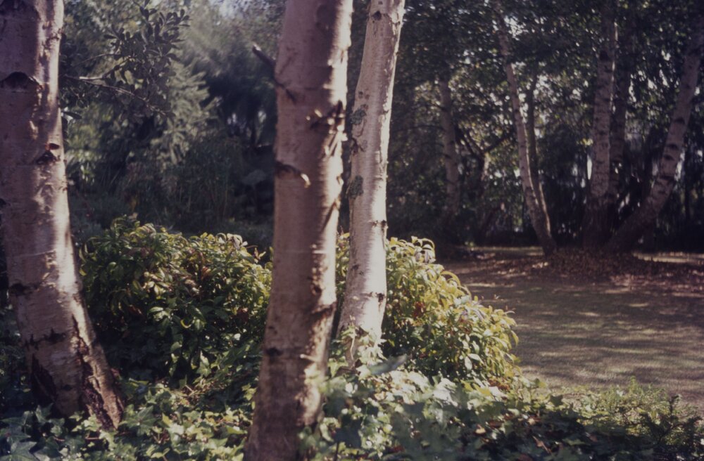 Tree planting on Hamilton campus