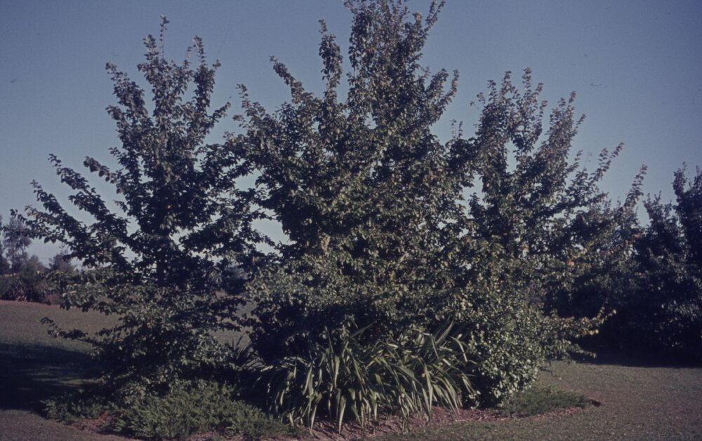 Hamilton campus plantings 09
