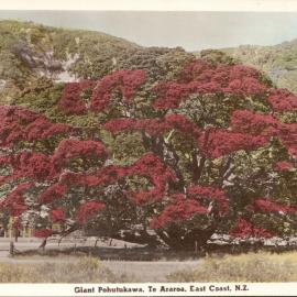 Giant Pohutukawa, Te Araroa, East Coast