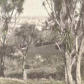 A glimpse of Whanganui through the cabbage trees