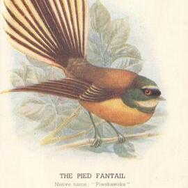 The Pied Fantail - Piwakawaka