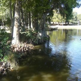 Cypress trees beside Knighton Lake