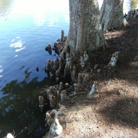 Cypress tree knees