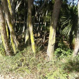 Trees near Oranga Lake