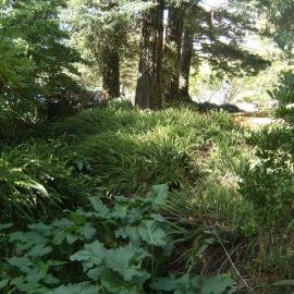 Trees and plants near Chapel Lake