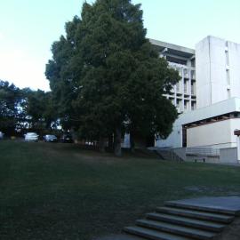 Large trees in front of Library