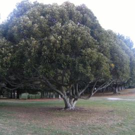 Trees near sports fields