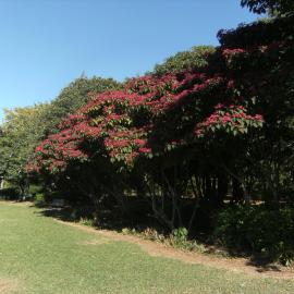 Trees beside sports fields