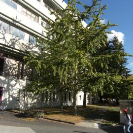 Trees outside K Block