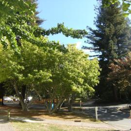 Trees outside K Block near bus stop