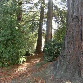 Redwood trees near J Block