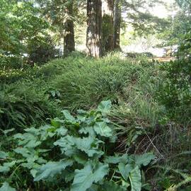 Plantings near Chapel Lake