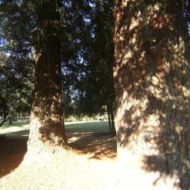 Redwood trees near Knighton Lake