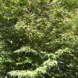 Greenery near Knighton Lake