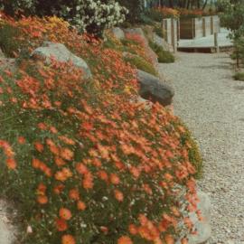 Hamilton campus plantings 01