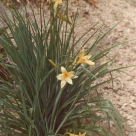 Hamilton campus plantings 02