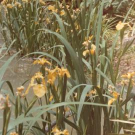 Hamilton campus plantings 03