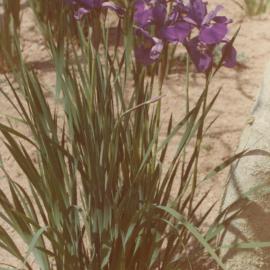 Hamilton campus plantings 04